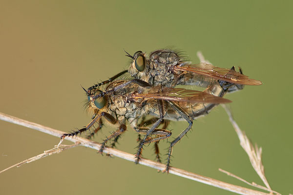 Raubfliegen