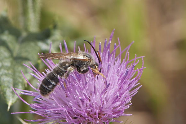 Halictus quadricinctus - Dinslaken Emschermündung - 51°33`52.87" 6°41`48.98" - (13.08.2020) - Rote Liste: Kategorie 3: Gefährdet
