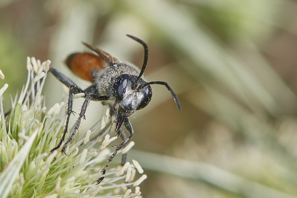 Nr.1250 - Sphex funerarius m / Heuschrecken-Sandwespe - DU-Walsum Rheindeich - 51°31`50.66"  6°41`54.13" - (02.09.2019)