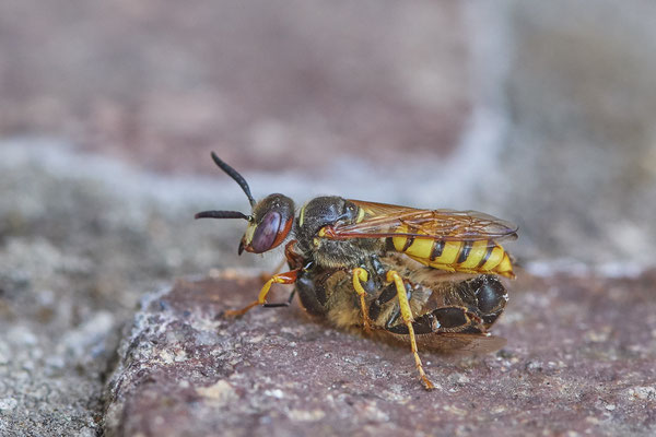 Nr.0960 - Bienenwolf mit gefangener Biene - OB im Garten - 51°31`49.60" 6°50`56.50" - (03.07.2019)