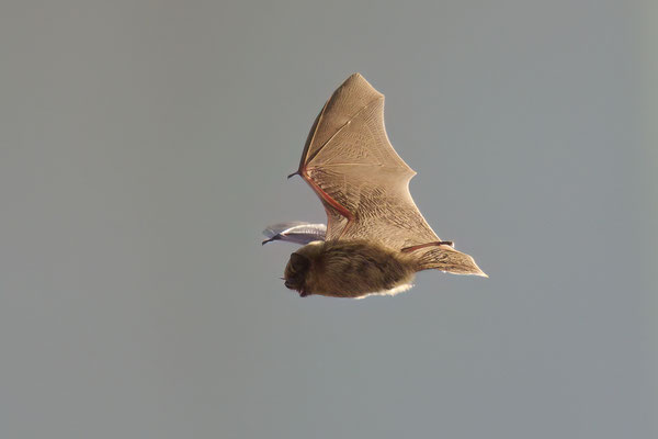 Zwergfledermaus - fliegt im Garten und ums Haus - aufgenommen 02.02.2025