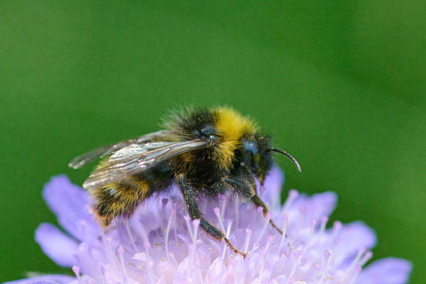 Wald-Kuckuckshummel / Norwegische-Kuckuckshummel