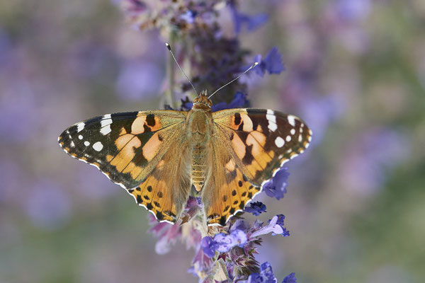 Distelfalter - (Urlaub im Allgäu / Bayern vom  08.07. bis 17.07.2022)