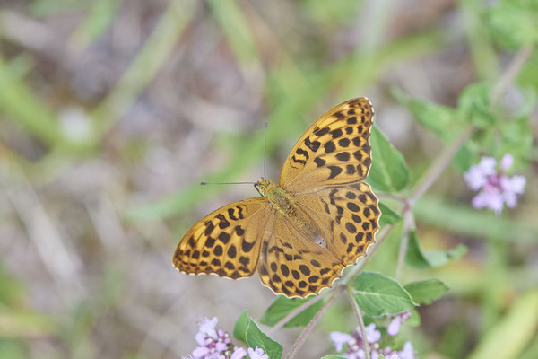 Kaisermantel - (15.07.2022)