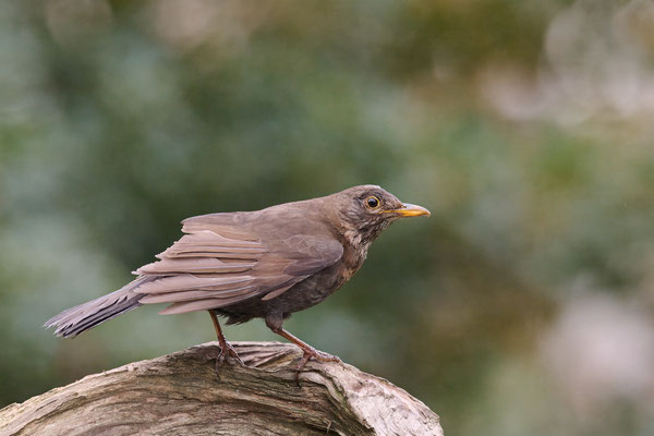 Amsel - Garten