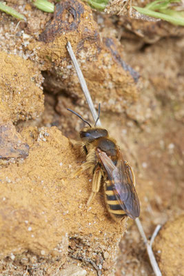 Nr.1303 - Halictus scabiosae / Gelbbindige-Furchenbiene - OB LMB - 51°29`11.55" 6°53`53.48" - (05.09.2019)