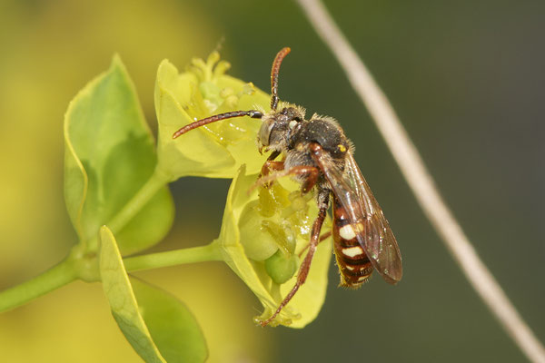 Nr.0323 - Nomada alboguttata - OB Neue Mitte 2 - 51°29`16.15" 6°53`51.80" - (30.04.2019)