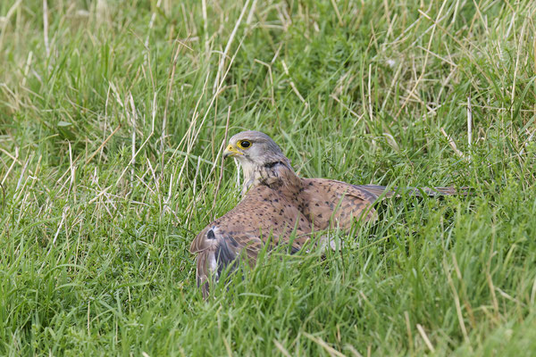 Turmfalke - erfolgreiche Jagd