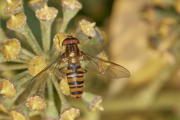 Nr.21-1/06 - Schwebfliege - OB Bottroperstraße Olgapark (08.11.2018)