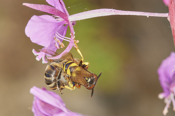 Nr.0884 - Philanthus triangulum / Bienenwolf - mit eroberter Honigbienen - OB LMB - 51°29`11.55" 6°53`53.48" - (27.06.2019)