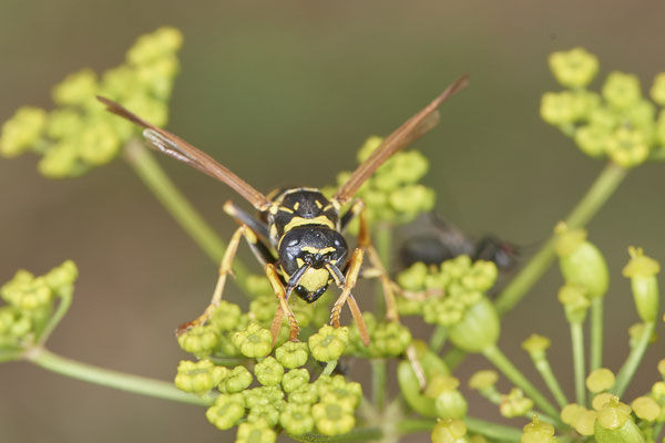 Polistes dominula / Gallische Feldwespe - Mehrum Rheindeich - 51°34`20.93" 6°37`37.00" - (15.08.2020)