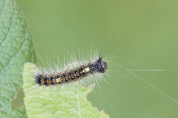 Venner Moor - 51°51`55.63" 7°32`09.32" - (26.05.2019)