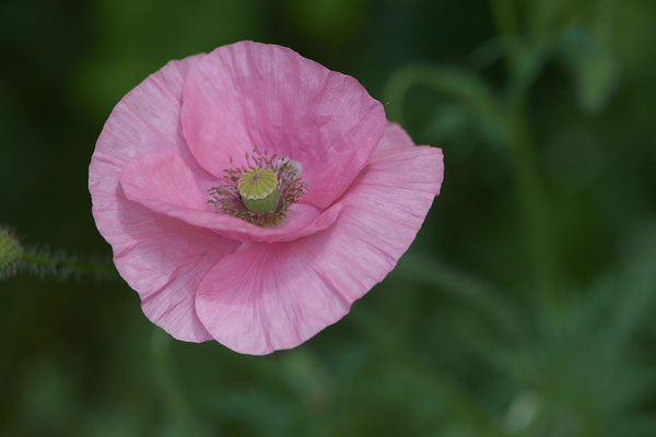 Mohn auf einer Wildwiese