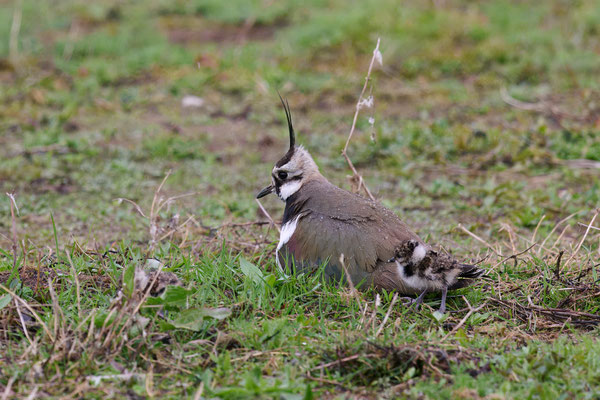 Kiebitz ( hat schon 3 Junge / Pullis ) - Doku Bislicher Insel: Heute bei miesem Wetter ( 16.04.2025 )