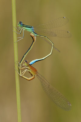 Kleine Pechlibelle