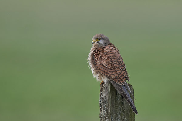 Turmfalke