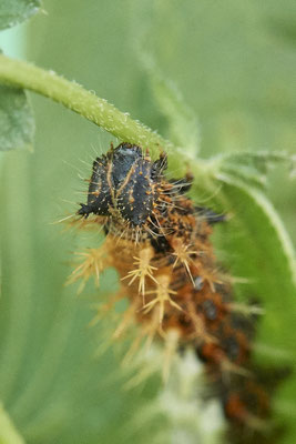 Raupe vom C-Falter - (10.10.2021)