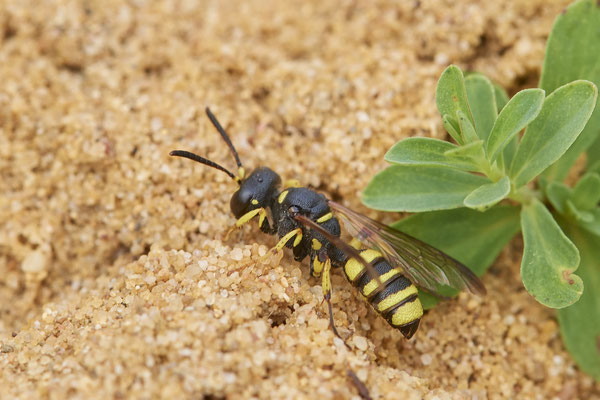 Nr.1320-2 - Cerceris arenaria / Sandknotenwespe - OB LMB - 51°29`11.55" 6°53`53.48" - (17.09.2019)