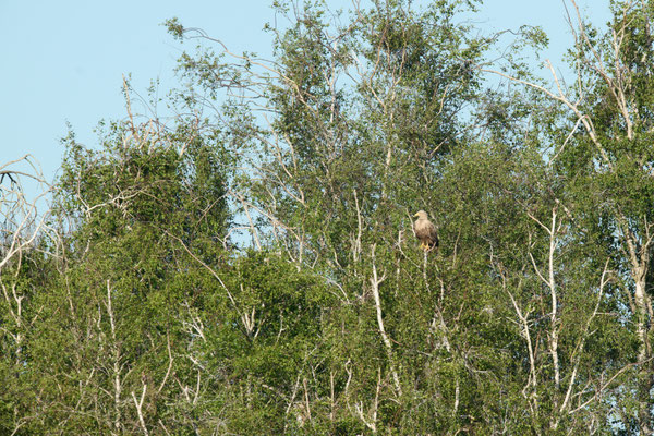 Seeadler an der Barthe - exterem scheu, immer weit weg