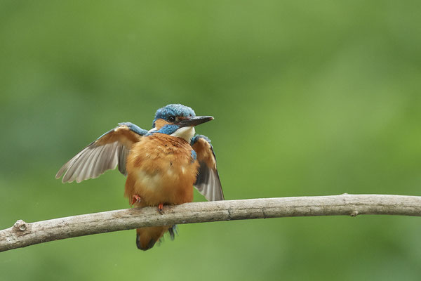 Eisvogel - schütteln - (22.05.2020)
