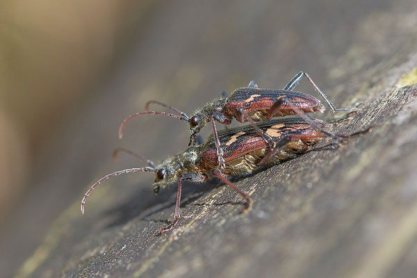 Schwarzfleckiger-Zangenbock