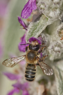 Nr.0680 - Megachile ericetorum /  Platterbsen Mörtelbiene - OB im Garten - 51°31`49.60" 6°50`56.50" - (15.06.2019)