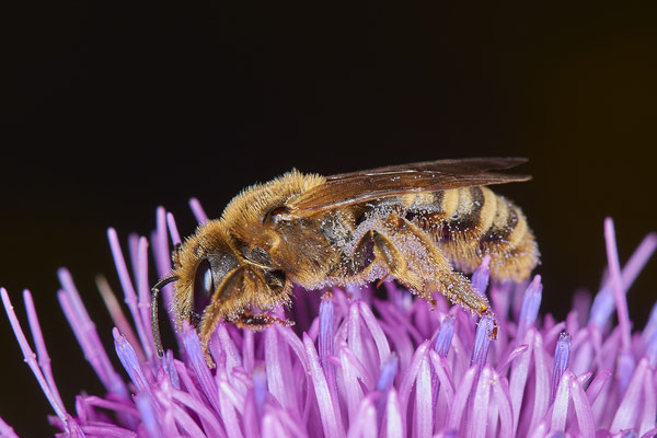 Nr.0823 - Halictus scabiosae / Gelbbindige-Furchenbiene - OB LMB - 51°29`11.55" 6°53`53.48" - (24.06.2019)