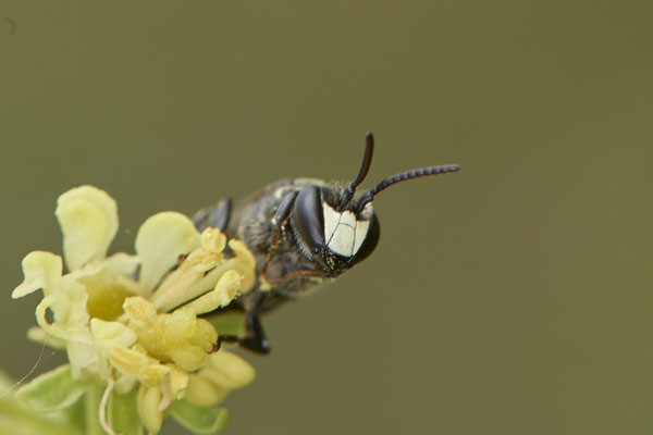 Nr.0325 - Hylaeus signatus - Resede Maskenbiene - OB Neue Mitte 2 - 51°29`18.13" 6°53`21.84" - (30.04.2019)