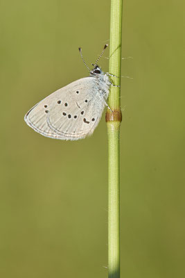Zwerg-Bläuling - Auf Schmetterlingstour in der Eifel: Kalvarienberg und Lambertstal - (29.05. bis 03.06.2022)