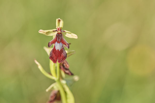 Fliegen-Ragwurz - Urlaub in der Eifel: Kalvarienberg und Lambertstal - (29.05. bis 03.06.2022)