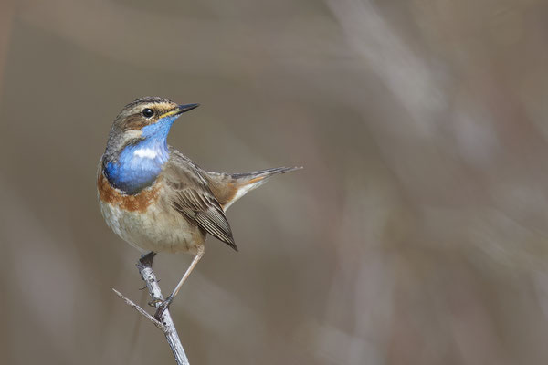 Blaukehlchen