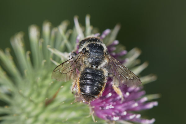 Megachile versicolor / Bunte Blattschneiderbiene - Dinslaken Emschermündung - (18.08.2020)