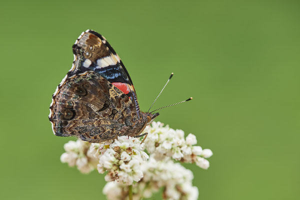 Admiral