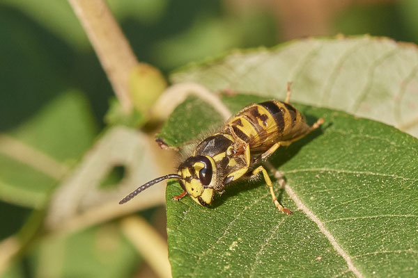 Nr.1207 - Vespula vulgaris / Gemeine Wespe - mehrere Hundert in und um dem Strauch - OB LMB - 51°29`11.55" 6°53`53.48" - (23.08.2019)