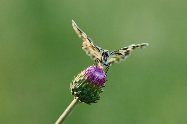 Schachbrettfalter
