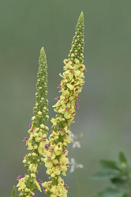 Kleinblütige-Königskerze