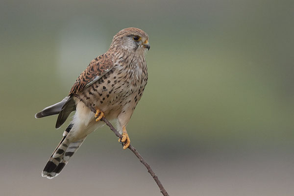 Turmfalke