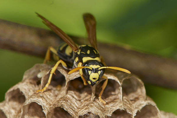 Nr.0808 - Polistes Nest 3 - Portrait - OB LMB - 51°29`11.55" 6°53`53.48" - (24.06.2019)