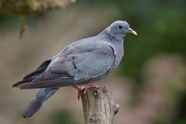 Hohltaube - Jungvogel