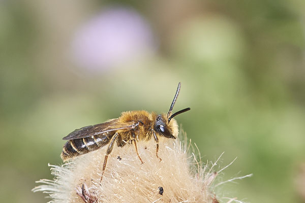 Nr.0914 - OB LMB - 51°29`11.55" 6°53`53.48" - (28.06.2019)