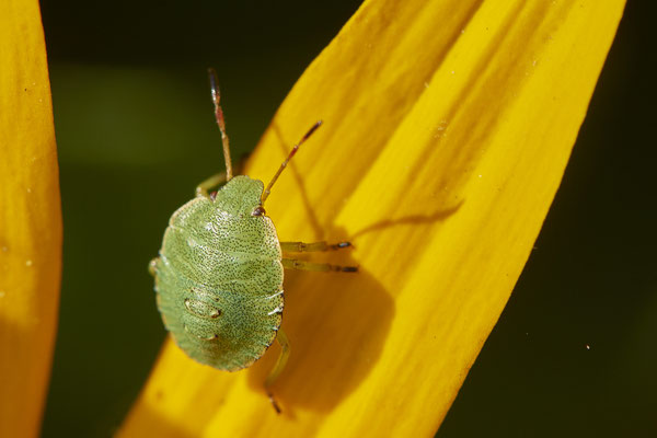 Nr.1009 - Wanze - OB im Garten - 51°31`49.60" 6°50`56.50" - (29.07.2019)