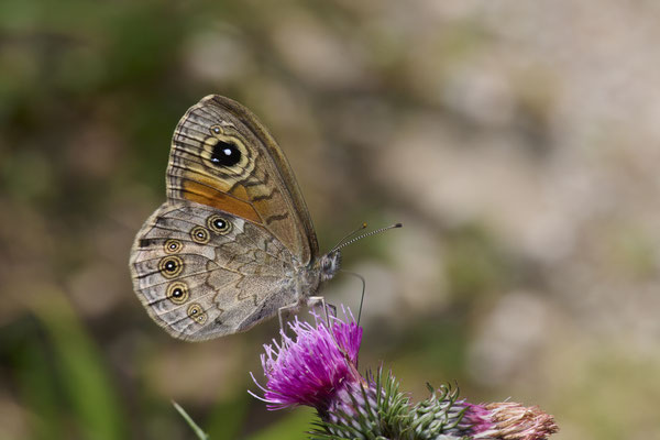 Braunauge - (Urlaub im Allgäu / Bayern vom  30.06. bis 09.07.2023)