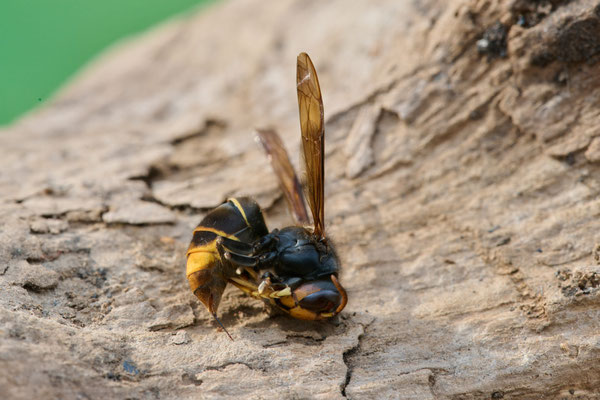 Asiatische Hornisse - ist jetzt auch in Oberhausen angekommen - Garten