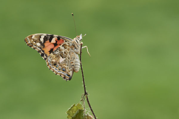 Distelfalter