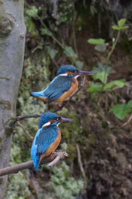 Eisvogel