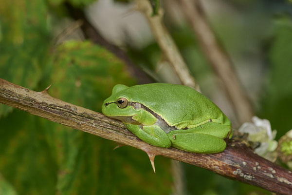 Europäische Laubfrosch