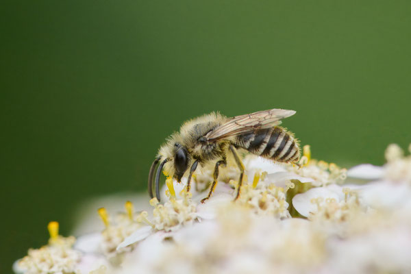 Colletes daviesanus-fodiens-similis - Garten