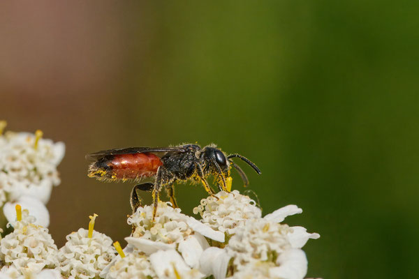 Sphecodes unbest. - Garten