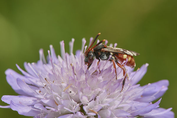 Nomada armata - Am Rheindamm hinter Bislich - (26.06.2021)