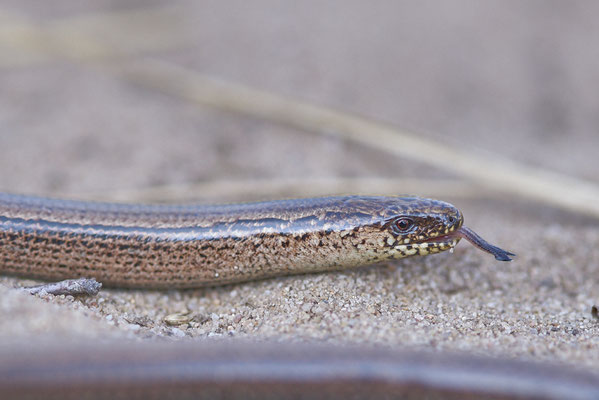 Blindschleiche